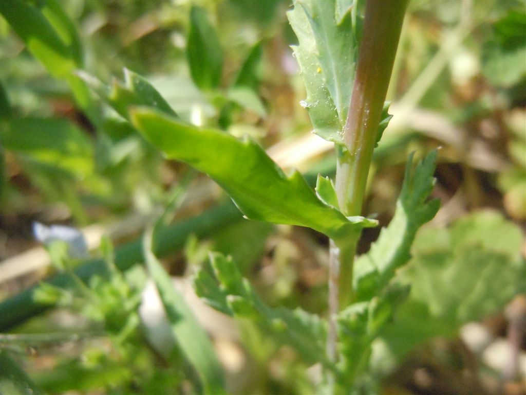 Glebionis segetum / Crisantemo campestre